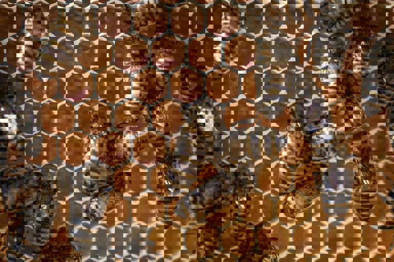 Rooftop Bees Project Turns Urban Skies into Honey Gold